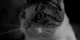 Masuka The Cat