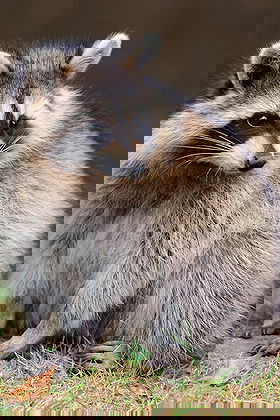 Raccoon