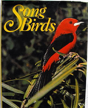 Song Birds