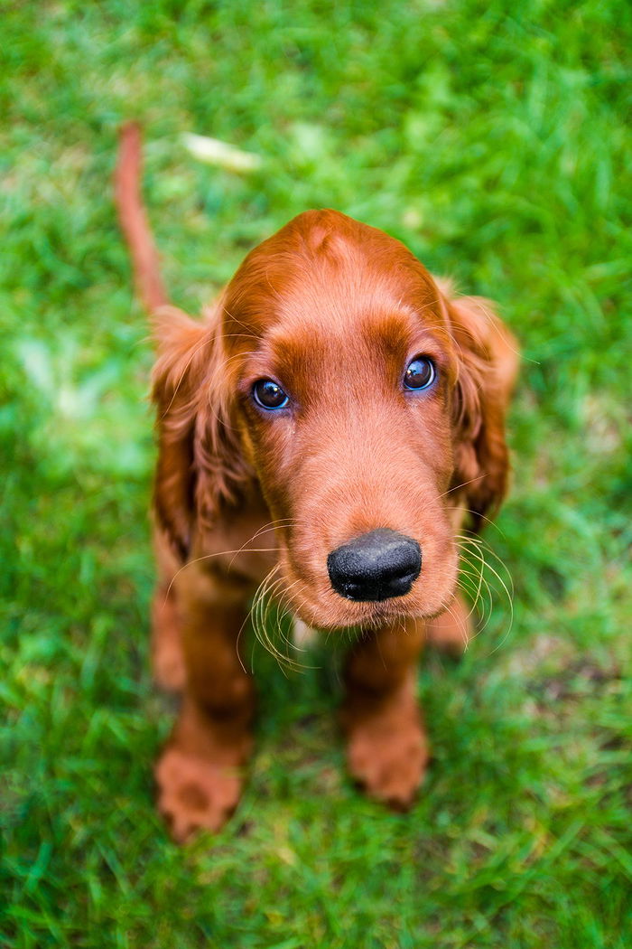 irish setter cushion