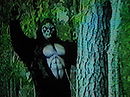Search for the Beast