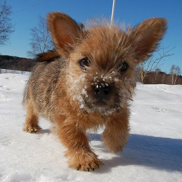 norwich terrier stuffed animal