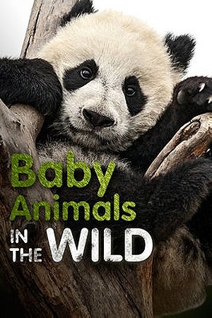 Baby Animals in the Wild (2015)