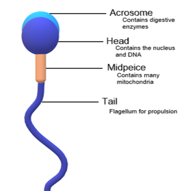 mrsperm