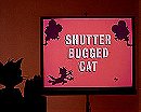 Shutter Bugged Cat
