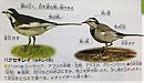 White Wagtail ハクセキレイ