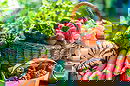 Fruits and Vegetables