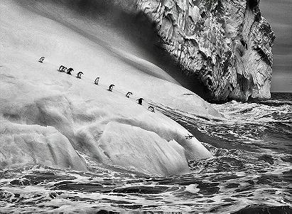 Chinstrap Penguins on an Iceberg between Zavodovski and Visokoi Islands, South Sandwich Islands