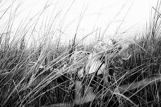 Bar Paly pictures and photos