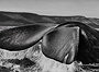 Southern Right Whale (Eubalaena australis), Valdes Peninsula, Argentina