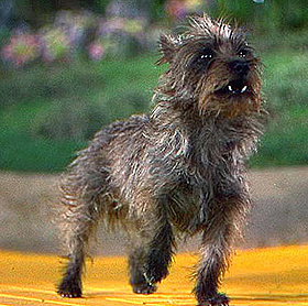 Terry (Toto)