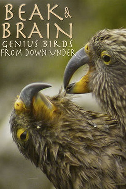 Beak and Brain: Genius Birds From Down Under (2013)