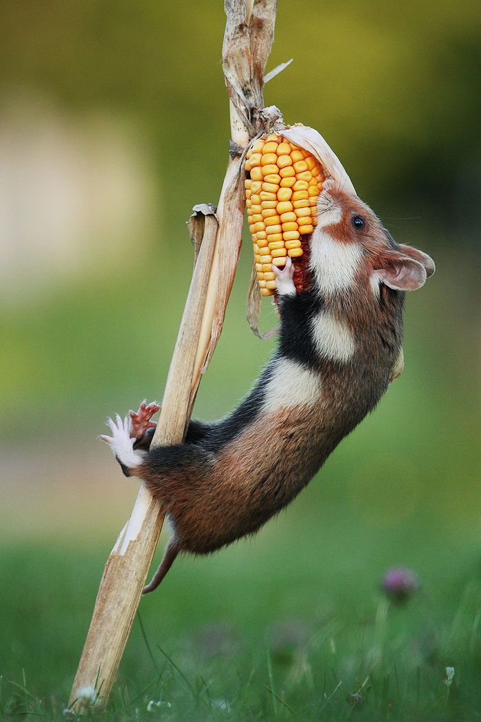 Animals Eating Corn list