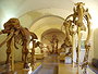 Florence Museum of Natural History