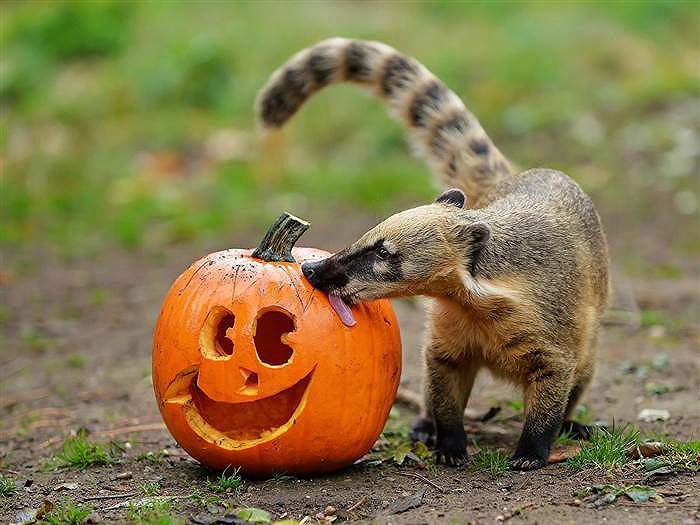 Animals Eating Pumpkins list