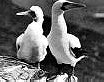 The Private Life of the Gannets
