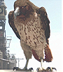 Hawk (Rango)